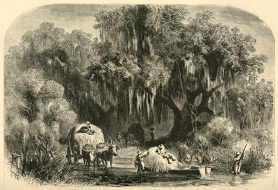 「コケ採集」、1872年。 作： Alfred Rudolph Waud