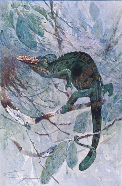 アフリカのカメレオン、「世界の野生生物」のイラスト、1910年頃（カラーリソ） 作： Alfred Weczerzick