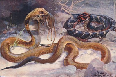 コブラとパフアダー、「世界の野生生物」のイラスト、1910年頃（カラーリソ） 作： Alfred Weczerzick