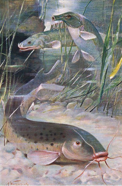 電気ナマズ、ビチル、トランクフィッシュ、「世界の野生生物」のイラスト、1910年頃（カラーリソ） 作： Alfred Weczerzick