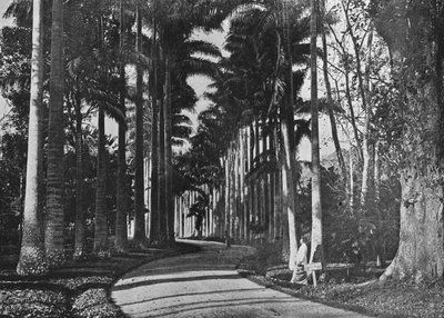 ペラデニヤ庭園のキャベツヤシ、c1890、1910 作： Alfred William Amandus Plate