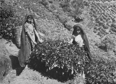 Pluckers on Tea Estate、セイロン、c1890、1910 作： Alfred William Amandus Plate