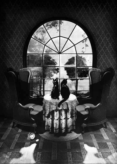 謎めいた黒猫たち 作： 