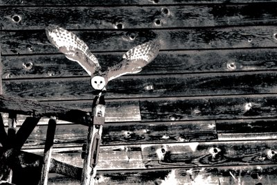 Airborne, シリーズ「メンフクロウ」より, 2018（写真） 作： Alice Gur-Arie