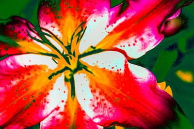 カリフォルニア・リリー、2016年（手描きリペイント写真） 作： Alice Gur-Arie