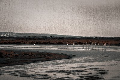 信徒会、シリーズ「Camargue Flamingos」より、2017年（手で塗り直した写真） 作： Alice Gur-Arie