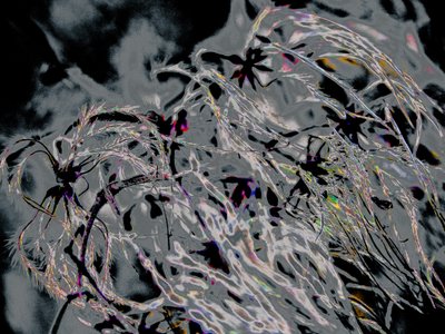 Countryfile, 2015（写真） 作： Alice Gur-Arie