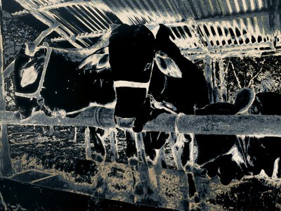 ホームステッド、2020年（ペイント写真） 作： Alice Gur-Arie