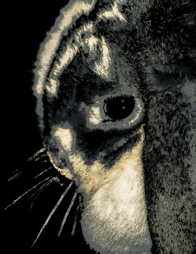 ウサギの肖像、2022年（リペイントされた写真） 作： Alice Gur-Arie