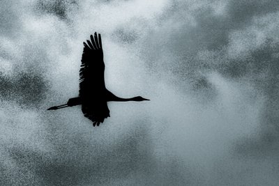 ソロ、シリーズ「Over Hula」より、2016年（写真） 作： Alice Gur-Arie