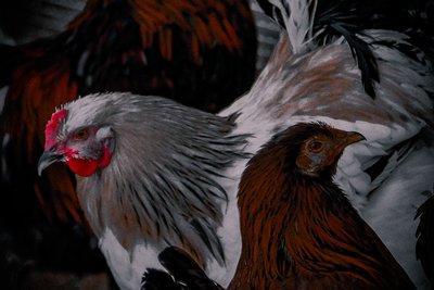 この道、あの道』2016年（写真） 作： Alice Gur-Arie
