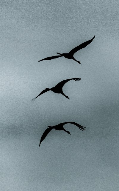 Triad, from the series Over Hula, 2016（写真） 作： Alice Gur-Arie