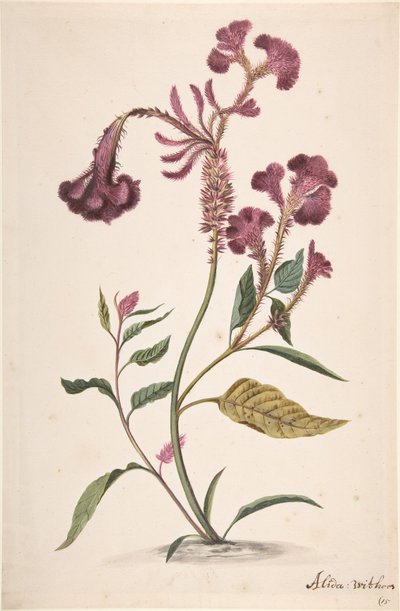 Hanekam Celosia argentea の研究、n.d.. 作： Alida Withoos