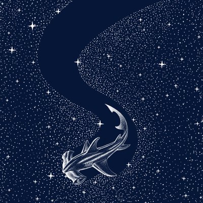 ホシハマーヘッドシャーク 作： 