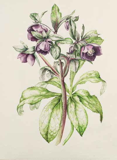 ヘレンバラードのHelleborus Orientalis（濃い紫色の花） 作： Alison Cooper