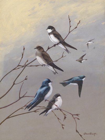 『ツバメ』 アラン・ブルックス著 作： 