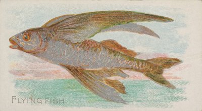 フライングフィッシュ、アレン＆ジンターシガレット用のアメリカンウォーターズのフィッシュシリーズN8 ...、1889年。 作： Allen and Ginter