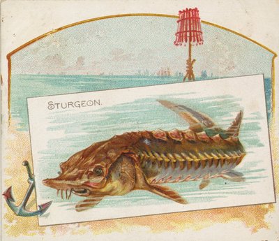 チョウザメ、フィッシュ フロム アメリカン ウォーターズ シリーズ N39 for Allen & Ginter Cigarettes、1889 年。 作： Allen and Ginter