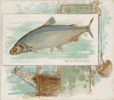 アレンとジンターのシガレット用アメリカンウォーターズシリーズN39の魚からの白身魚、1889年。 作： Allen and Ginter