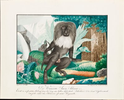 サル、1837 作： Aloys Zötl