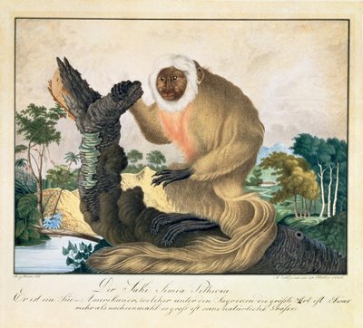 咲猿、1835 作： Aloys Zötl