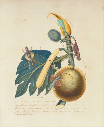 Der Broadbaum ...、1847（紙にトイレ） 作： Aloys Zötl