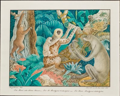 ナマケモノ、1881 作： Aloys Zötl