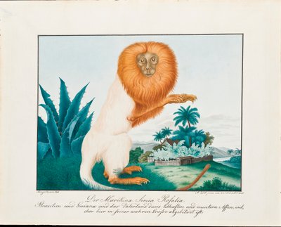 白咲1835 作： Aloys Zötl