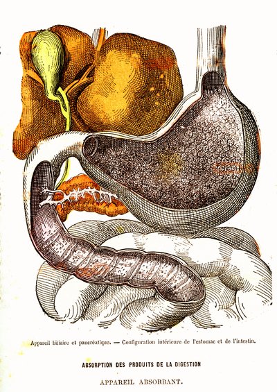 胆道と膵臓-正常な生活と健康 J. レンガデ著-A. デマール画 1881年 作： Alphonse Demarle