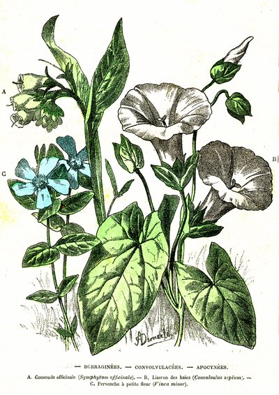 Borraginees, Convolvulacees, Apocynees：自然創造と生物。A.デマール作画。1885 作： Alphonse Demarle