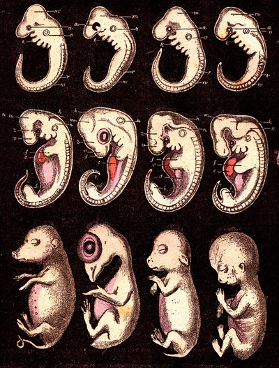 4椎体5生体の胚を比較したもの）：左からブタ、ニワトリ、ウサギ、ヒト。A.デマールを描く。1885 作： Alphonse Demarle