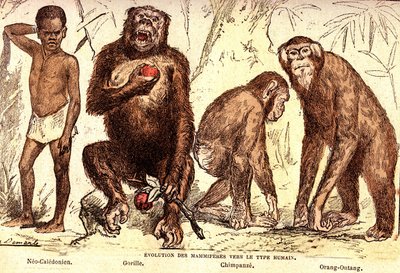 哺乳類のヒト型への進化：自然創造と生物（De Jules Rengade）。A.デマール作画。1885 作： Alphonse Demarle