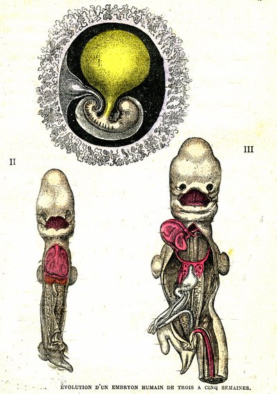ヒト胚の進化：自然創造と生物（ジュール・レンガード著） 作： Alphonse Demarle