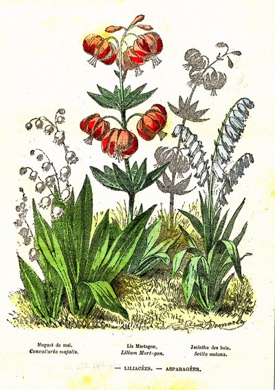 ユリ科、アスパラガス属：自然の創造と生物。A.デマールによるデッサン。1885 作： Alphonse Demarle