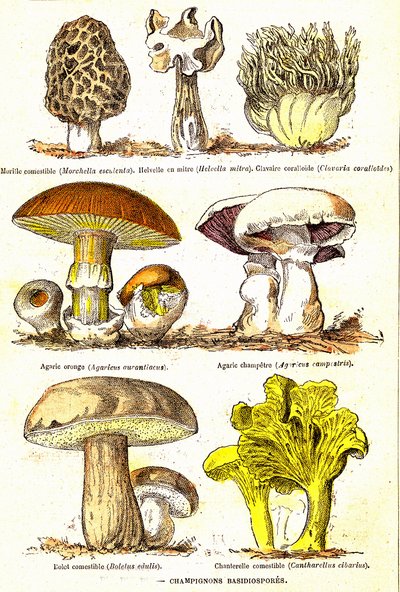 キノコの担子胞子：自然創造と生物（デ・ジュール・レンガデ）。A.デマールによるデッサン。1885 作： Alphonse Demarle