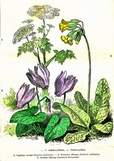 オンベリフェレス、プリムラセス：自然創造と生物。A.デマールによるデッサン。1885 作： Alphonse Demarle