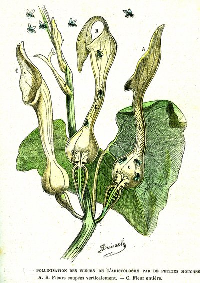 ハエによるアリストローチェの花の受粉：自然の創造と生物。A.デマールによるデッサン。1885 作： Alphonse Demarle
