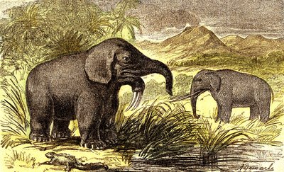 先史時代-中新世：右からディノテラム、マストドンテ。自然創造と生物。A.デマールによるデッサン。1885 作： Alphonse Demarle