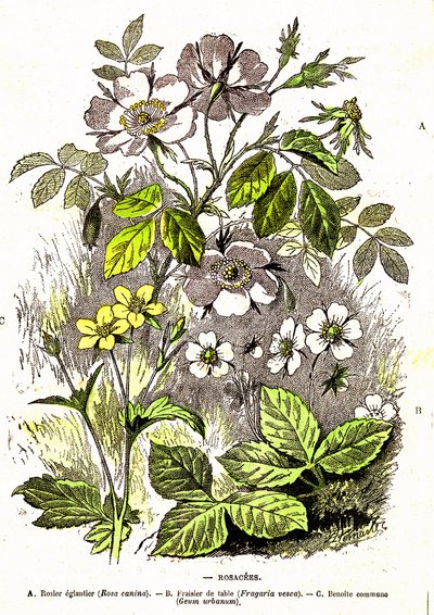 バラ科 - 自然の創造と生き物：A.デマールによるデッサン1885 作： Alphonse Demarle