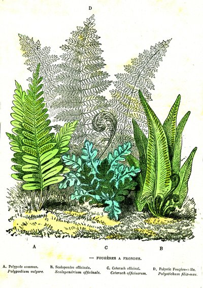 スリング・フージュレス自然の創造と生物。A.デマール作画。1885 作： Alphonse Demarle