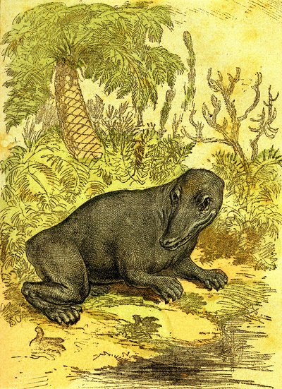 ラビリントドンテ（水陸両用）：石炭紀の水陸両用。自然創造と生物。A・デマール 1885年 作： Alphonse Demarle