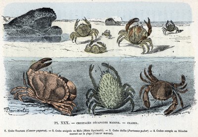 動物学委員会; 甲殻類 十節海洋、カニ (ケーキ、アライグネ、エトリユ、メナード) (動物図版: カニ) Rengade 作「L