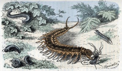 動物図: 昆虫 多足類 (ムカデまたはムカデ) (動物図版: 多足類) Rengade による「Man and Nature」からの彫刻 作： Alphonse Demarle