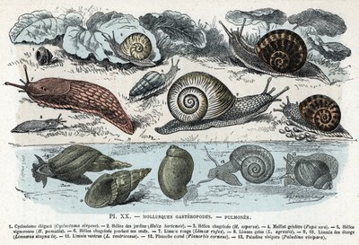 Carta Zoológica; moluscos gastrópodes, pulmões (cyclostoma, hélice de jardins e tristeza, lesma vermelha, lesma cinzenta, limnee, planorb, paludine...) (Placa zoológica: moluscos gastrópodes como Slug, cyclostoma, planorb, limnea) Gravura de “” L