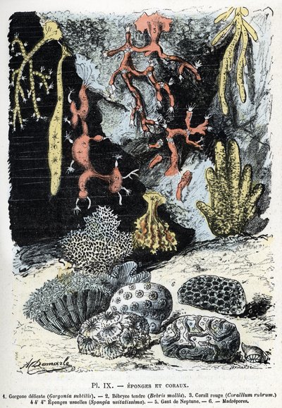 Carta Zoológica: esponjas e corais (gorgone, bebryce, coral, esponjas, luva de netuno (placa zoológica: esponjas marinhas e corais) Gravura de “” L