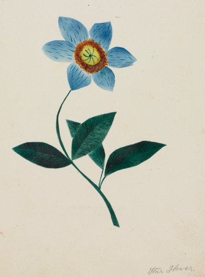 星の花（水彩） 作： Altha Mary Nims