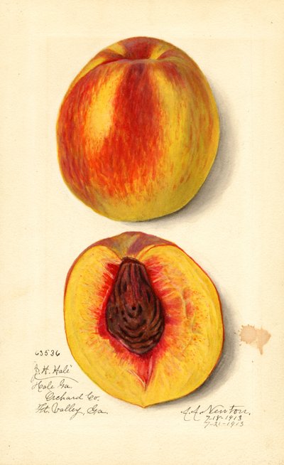 桃 ( Prunus persica: J.H. Hale) （水彩画） 作： Amanda Almira Newton