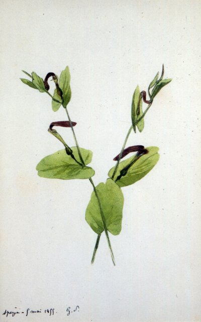 アリストロキア アリストロキア科の大きな植物属 (水彩) 作： Amantine Dupin