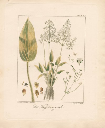 作： Ambrosius Gabler