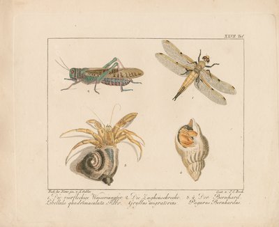 作： Ambrosius Gabler